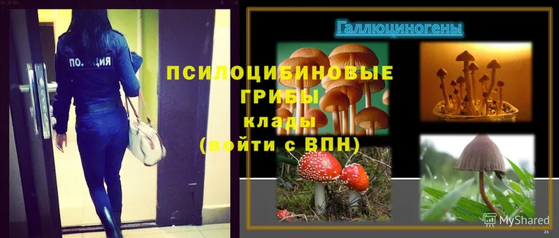 как найти наркотики  Змеиногорск  Псилоцибиновые грибы Psilocybe 